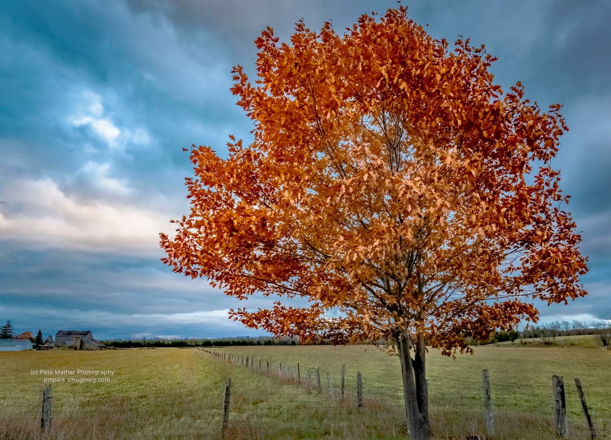 Lone oak in full autumn colour against a heavy sky